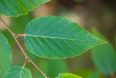 Betula albosinensis - bříza čínská - list